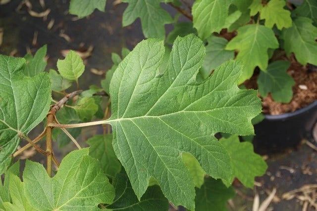 Eikenbladhortensia (Hydrangea Quercifolia) 14 Eikenbladhortensia (Hydrangea Quercifolia) - Afbeelding 12