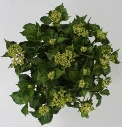 Hortensia Red Reggae (Hydrangea 'Music Collection') -PlantenPracht Winkel hydrangea red reggae c5 4 2