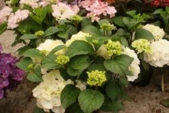 Hortensia (Hydrangea Macrophylla 'Schneeball') -PlantenPracht Winkel hydrangea schneeball 1 1