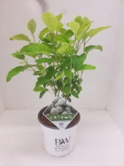 Hortensia (Hydrangea 'Strong Annabelle') -PlantenPracht Winkel hydrangea strong annabel 2