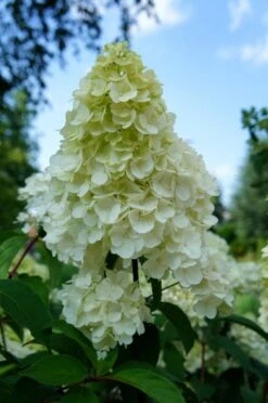 Pluimhortensia (Hydrangea Paniculata 'Sundae Fraise') -PlantenPracht Winkel hydrangea sundae fraise 01