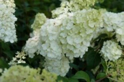 Pluimhortensia (Hydrangea Paniculata 'Sundae Fraise') -PlantenPracht Winkel hydrangea sundae fraise 02 1
