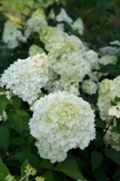 Pluimhortensia (Hydrangea Paniculata 'Sundae Fraise') -PlantenPracht Winkel hydrangea sundae fraise 03