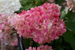 Pluimhortensia (Hydrangea Paniculata 'Sundae Fraise') -PlantenPracht Winkel hydrangea sundae fraise 03 middel