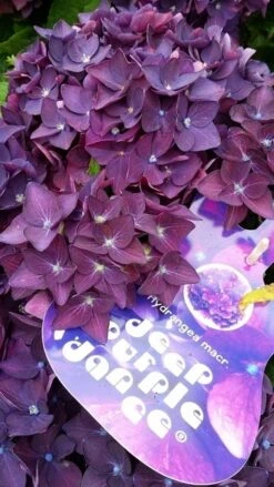 Hortensia Deep Purple Dance (Hydrangea 'Music Collection') 8 Hortensia Deep Purple Dance (Hydrangea 'Music Collection') -PlantenPracht Winkel hydrangeadeeppurpledance01 2