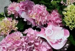 Hortensia Soft Pink Salsa (Hydrangea 'Music Collection') -PlantenPracht Winkel hydrangeasoftpinksalsa01 1 1