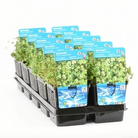 Waternavel (Hydrocotyle Novae-zealandiae) 4 Waternavel (Hydrocotyle Novae-zealandiae) - Afbeelding 2