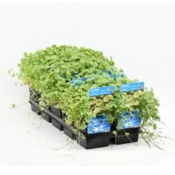 Bonte Waternavel (Hydrocotyle Sib. 'Variegata') -PlantenPracht Winkel hydrocotyle sib. var. 20180424214355