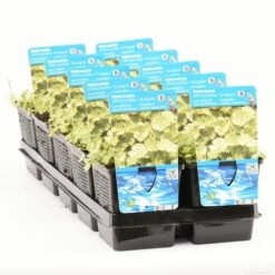 Bonte Waternavel (Hydrocotyle Sib. 'Variegata') -PlantenPracht Winkel hydrocotyle sib. var. t