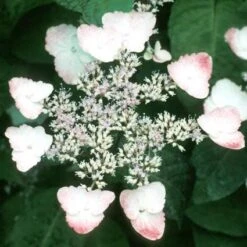 Hortensia (Hydrangea Serrata 'Intermedia')