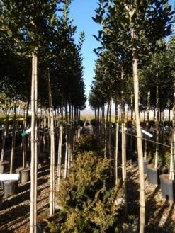 Hulst Als Boom (Ilex 'Nellie R. Stevens') -PlantenPracht Winkel ilex a. nellie r. stevens 8 10 2