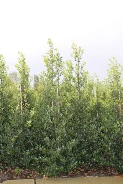 Hulst (Ilex Aquifolium 'Alaska') -PlantenPracht Winkel ilex a alaska 150 175