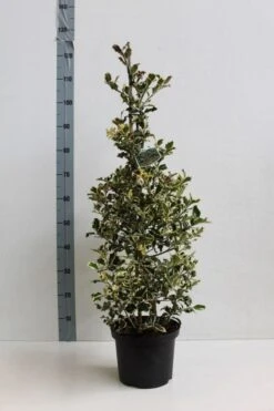 Hulst (Ilex Aquifolium 'Argentea Marginata') 14 Hulst (Ilex Aquifolium 'Argentea Marginata') -PlantenPracht Winkel ilex a argentea marginata 60 80 co. 5l kopie kopie 1 1