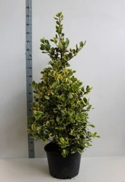 Hulst (Ilex Altaclerensis 'Golden King') -PlantenPracht Winkel ilex a golden king 100 125 cm co. 25 kopie kopie 1 1