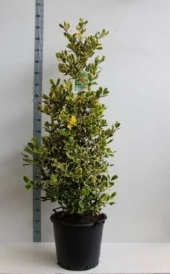 Hulst (Ilex Altaclerensis 'Golden King') -PlantenPracht Winkel ilex a golden king 125 150 cm 30l kopie kopie 1 1