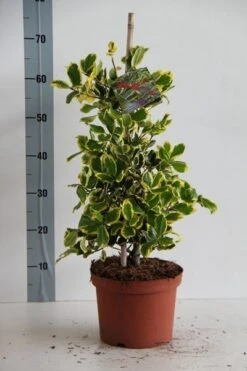 Hulst (Ilex Altaclerensis 'Golden King') -PlantenPracht Winkel ilex al. golden king 50 60 cm c5 kopie