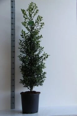 Hulst (Ilex Aquifolium 'Alaska') -PlantenPracht Winkel ilex aq. alaska 100 125 cm co. 18l v kopie