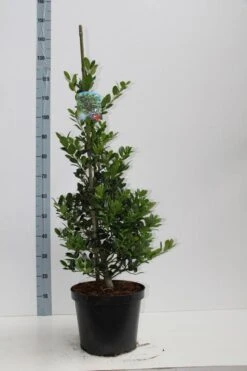 Hulst (Ilex Aquifolium J.C. Van Tol) 13 Hulst (Ilex Aquifolium J.C. Van Tol) -PlantenPracht Winkel ilex aq jc van tol 60 80 c7.5l v kopie 2 kopie 1