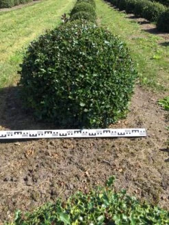 Hulst Als Bolvorm (Ilex Aquifolium) -PlantenPracht Winkel ilex aquifolium 90 cm breed bol drkl 1