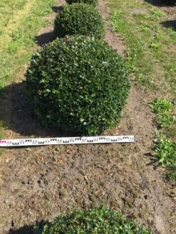 Hulst Als Bolvorm (Ilex Aquifolium) -PlantenPracht Winkel ilex aquifolium 90 cm breed bol drkl 3