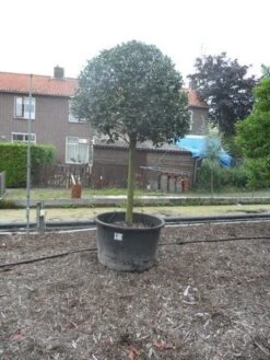 Hulst Op Stam (Ilex Aquifolium) -PlantenPracht Winkel ilex aquifolium halfstam 30 35