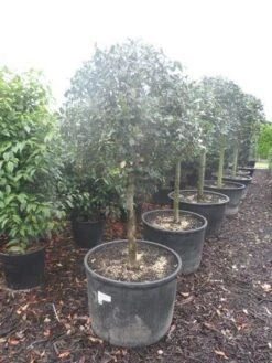 Hulst Op Stam (Ilex Aquifolium) -PlantenPracht Winkel ilex aquifolium halfstam c130 150 1