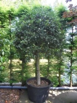 Hulst Op Stam (Ilex Aquifolium) -PlantenPracht Winkel ilex aquifolium halfstam c200 extra 2