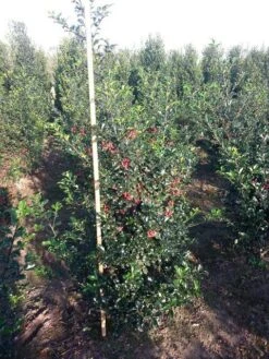 Blauwe Hulst (Ilex Meserveae 'Blue Princess') 7 Blauwe Hulst (Ilex Meserveae 'Blue Princess') -PlantenPracht Winkel ilex blue princess 125 150 cm drkl 1