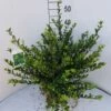 Japanse Hulst (Ilex Crenata 'Glory Gem') -PlantenPracht Winkel ilex cren glory gem 3