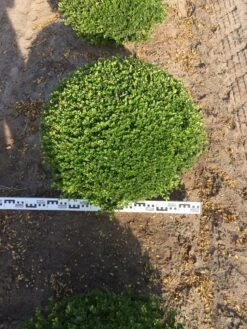 Japanse Hulst Als Bolvorm (Ilex Crenata) -PlantenPracht Winkel ilex crenata 70 cm breed bol drkl 1