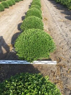 Japanse Hulst Als Bolvorm (Ilex Crenata) -PlantenPracht Winkel ilex crenata 70 cm breed bol drkl 2 1