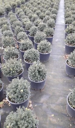 Japanse Hulst (Ilex Crenata 'Kinme') -PlantenPracht Winkel ilex crenata ball d25 10lt 1 1