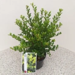 Japanse Hulst (Ilex Crenata 'Caroline Upright') -PlantenPracht Winkel ilex crenata caroline upright