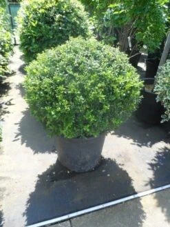 Japanse Hulst In Bolvorm (Ilex Crenata 'Convexa') 8 Japanse Hulst In Bolvorm (Ilex Crenata 'Convexa') -PlantenPracht Winkel ilex crenata convexa bol 80 100