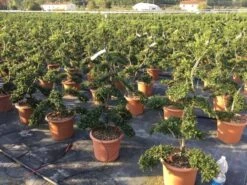 Japanse Hulst Als Bonsai (Ilex Crenata 'Kinme') 26 Japanse Hulst Als Bonsai (Ilex Crenata 'Kinme') -PlantenPracht Winkel ilex crenata kimne bonsai 2 1