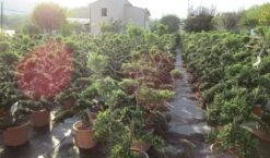 Japanse Hulst Als Bonsai (Ilex Crenata 'Kinme') -PlantenPracht Winkel ilex crenata kimne bonsai lv20