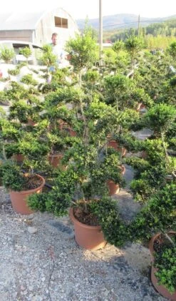 Japanse Hulst Als Bonsai (Ilex Crenata 'Kinme') 18 Japanse Hulst Als Bonsai (Ilex Crenata 'Kinme') -PlantenPracht Winkel ilex crenata kimne bonsai lv20 3 1