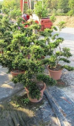 Japanse Hulst Als Bonsai (Ilex Crenata 'Kinme') 19 Japanse Hulst Als Bonsai (Ilex Crenata 'Kinme') -PlantenPracht Winkel ilex crenata kimne bonsai lv20 4 1 1