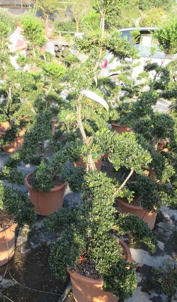 Japanse Hulst Als Bonsai (Ilex Crenata 'Kinme') 8 Japanse Hulst Als Bonsai (Ilex Crenata 'Kinme') - Afbeelding 6