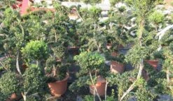 Japanse Hulst Als Bonsai (Ilex Crenata 'Kinme') 22 Japanse Hulst Als Bonsai (Ilex Crenata 'Kinme') -PlantenPracht Winkel ilex crenata kimne bonsai lv20 7 1