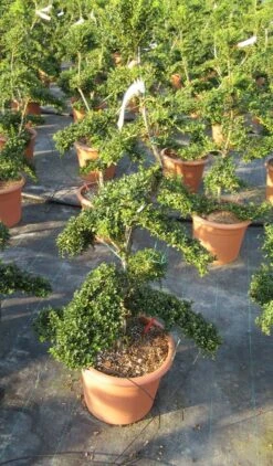 Japanse Hulst Als Bonsai (Ilex Crenata 'Kinme') 23 Japanse Hulst Als Bonsai (Ilex Crenata 'Kinme') -PlantenPracht Winkel ilex crenata kimne bonsai lv20 8 1 1