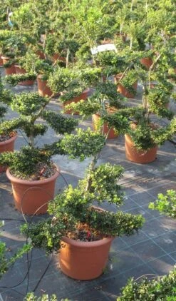 Japanse Hulst Als Bonsai (Ilex Crenata 'Kinme') 24 Japanse Hulst Als Bonsai (Ilex Crenata 'Kinme') -PlantenPracht Winkel ilex crenata kimne bonsai lv20 9 1 1