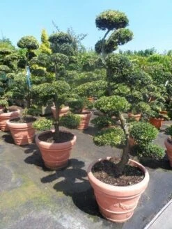 Japanse Hulst Als Bonsai (Ilex Crenata) -PlantenPracht Winkel ilex crenata kinmei bonsai 160 180 1