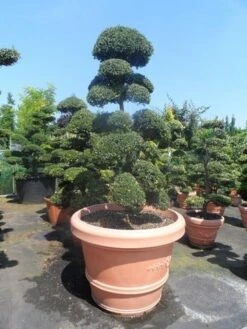 Japanse Hulst Als Bonsai (Ilex Crenata) -PlantenPracht Winkel ilex crenata kinmei bonsai 160 180 extra 1