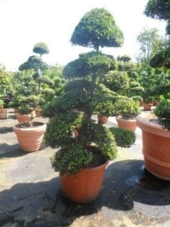 Japanse Hulst Als Bonsai (Ilex Crenata) -PlantenPracht Winkel ilex crenata kinmei bonsai 175 200 extra 2