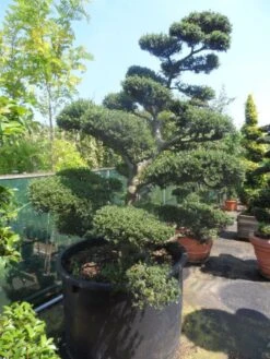 Japanse Hulst Als Bonsai (Ilex Crenata) -PlantenPracht Winkel ilex crenata kinmei bonsai 200 225 c750 1000 1