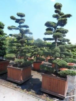 Japanse Hulst Als Bonsai (Ilex Crenata) -PlantenPracht Winkel ilex crenata kinmei bonsai 225 250 3