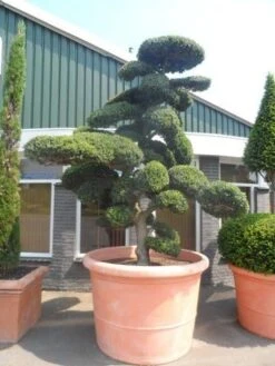 Japanse Hulst Als Bonsai (Ilex Crenata) -PlantenPracht Winkel ilex crenata kinmei bonsai 250 300 solitair extra 1