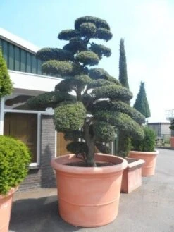 Japanse Hulst Als Bonsai (Ilex Crenata) -PlantenPracht Winkel ilex crenata kinmei bonsai 250 300 solitair extra2 3