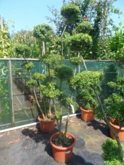 Japanse Hulst Als Bonsai (Ilex Crenata) -PlantenPracht Winkel ilex crenata ponpon 125 150 2